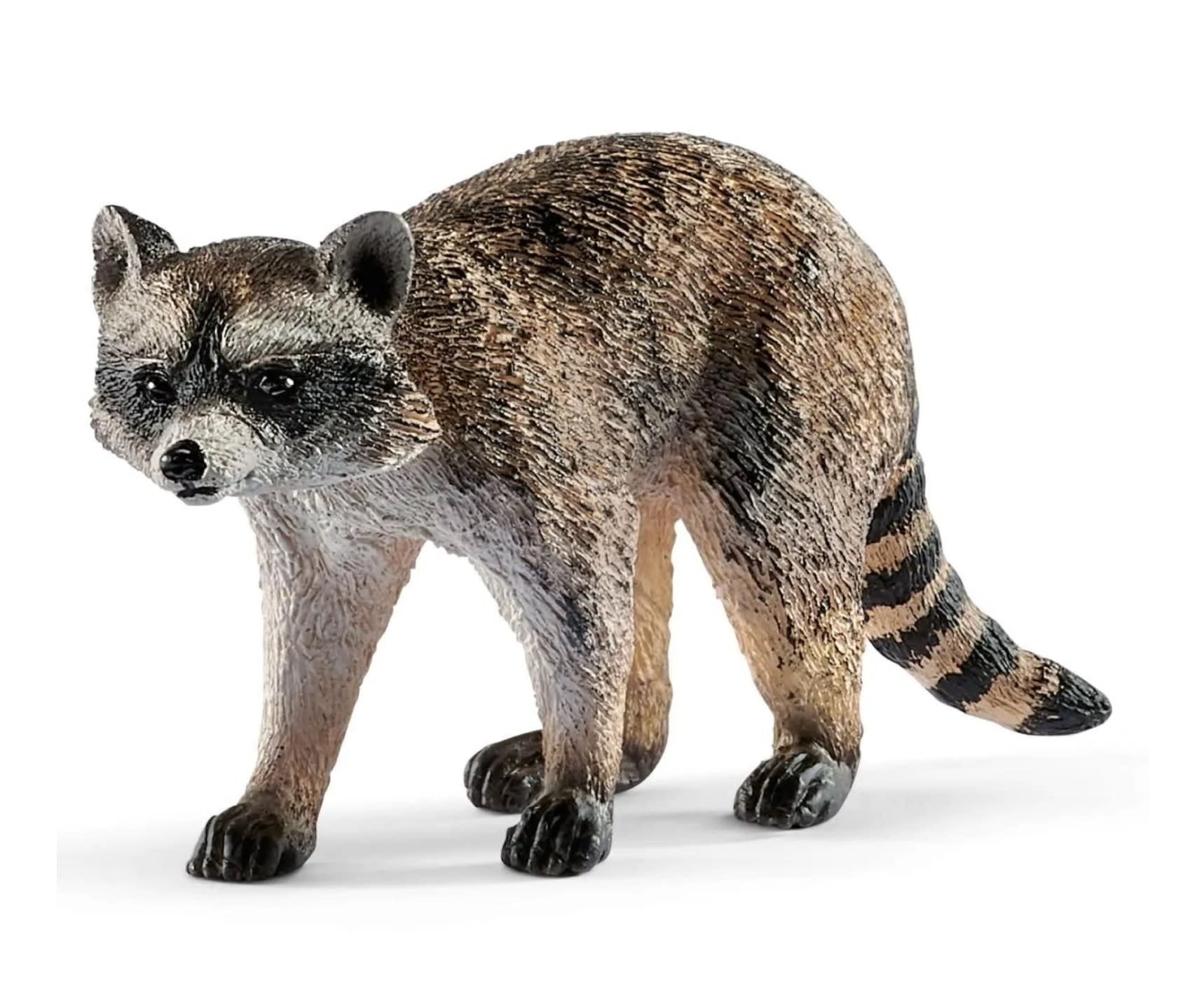 Raccoon